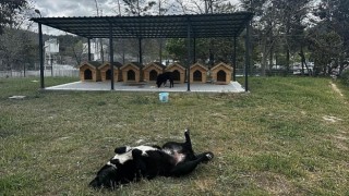Digiturkten Ayazağadaki Sokak Hayvanları İçin Güvenli Bir Yuva