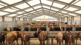 İBB den Kurban Bayramı İçin 4 Modern Tesis