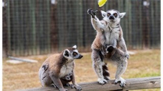 İzmir Doğal Yaşam Parkında bebek heyecanı