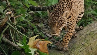 Jaguar: Guyananın Orman Ustası