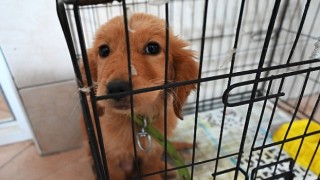 Kemer Belediyesi “Can dostlarına” sahip çıkıyor