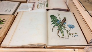 Salt Beyoğlunda Kamu Programı: “Anadolunun Bitki Mirası” Sergisine söyleşi, gösterim ve atölye çalışmaları eşlik ediyor