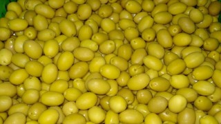 Sofralık zeytin ihracatı 250 milyon dolara koşuyor