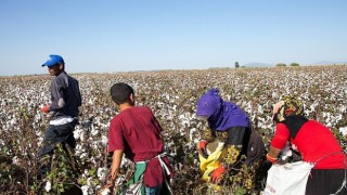 12 Haziran Dünya Çocuk İşçiliği ile Mücadele Günü: Türkiyede mevsimlik tarımın yükü çocukların omzunda