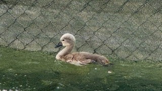 Başkentin simgesi Kuğulu Park parladı