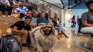 Evcil Hayvanlar İçin Açılan Kapılar, İş Dünyasında Bambaşka Bir Dönüşümü Beraberinde Getiriyor