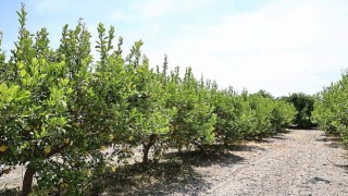 Organik atıklar toprak iyileştirici ürüne dönüştürüldü