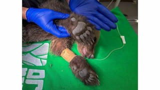 Yavru ayı Ormanya da tedavi altında