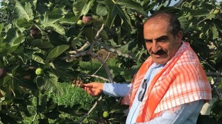 Cennet meyvesi incirler oldu ihracat yolculuğu başladı