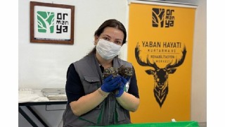 İtfaiyeden baykuş operasyonu