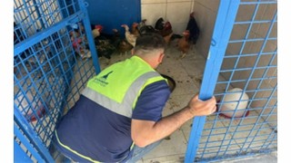 İzmirdeki yangından kurtarılan tavuklarına kavuştu