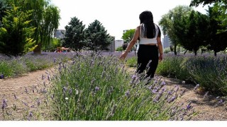 Keçiören Lavanta ve Gül Bahçesi Ziyaretçileri Mest Ediyor