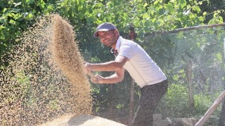 Korkuteli Yeşiloba Yaylasında buğday hasadı başladı