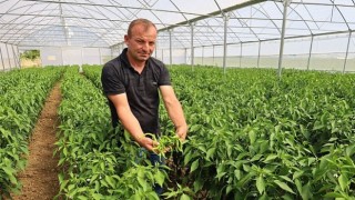 Modern seralarda hasat bereketi