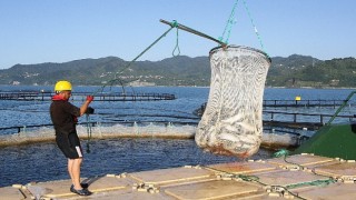 Türk somonunda hedef ihracatı 1 milyar doların üzerine taşımak
