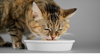 Veteriner Hekimlerden Yaz Alarmı: Kedi ve Köpekleriniz İçin Hemen Uygulayabileceğiniz 7 Öneri