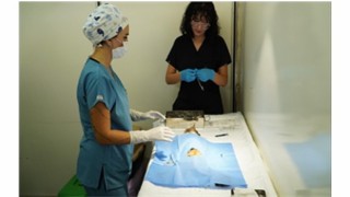 7 bin kediye mobil kısırlaştırma