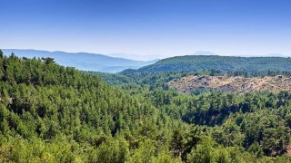 ALJ Türkiyeden 1.4 Milyon Fidan ile Başlayan Ağaç Seferberliği