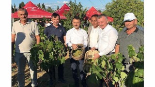 Başkan Büyükakın, İzmitte üzüm hasadına katıldı