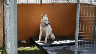 Kemer Belediyesinden “Can dostları” için istasyon