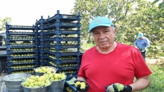 Nilüferde incir hasadı başladı