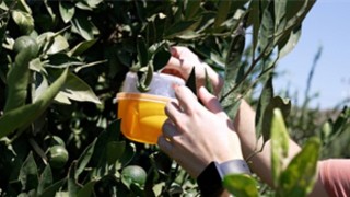 Büyükşehirden üreticiye Akdeniz meyve sineği ile mücadele desteği