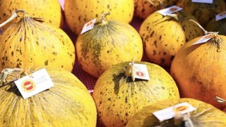 Çeşme, üretim kültürünü kutladı: 10. Ovacık Tarım ve Sakız Koyunu Festivali tamamlandı