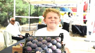 Osmangazi Belediyesinden dünyaca ünlü siyah incire festival