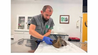 Yorgun ördeğin yardımına Büyükşehir yetişti