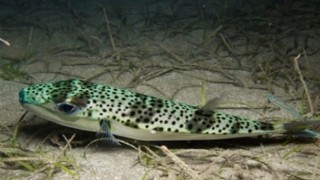 Ege Üniversitesinden istilacı türlere karşı yapay zeka destekli uluslararası bilimsel iş birliği