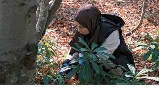 Kuzuyaylada mantarların gizemli dünyası keşfedildi