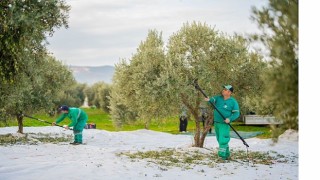 Milas Belediyesi Zeytin Hasadına Başladı