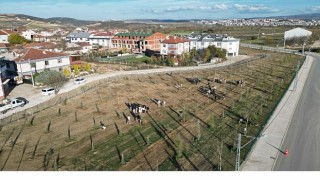 572 Fidanlı Koruluk Akhisara Nefes Olacak