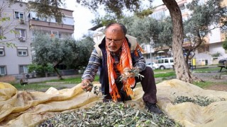 Bucada zeytin hasadı zamanı
