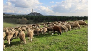 Damızlık koç desteği kuzulama oranlarında artış sağladı
