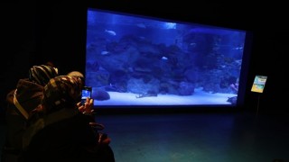 Engelliler, su altı dalışı yaparak yeteneklerini sergiledi