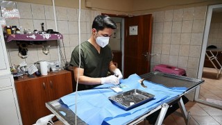 Kemerde 227 sokak hayvanı kısırlaştırıldı