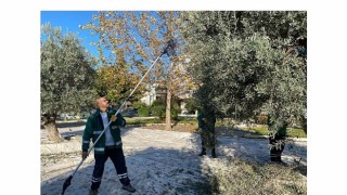 Milas Belediyesi Park ve Yeşil Alanlarda Zeytin Hasadına Devam Ediyor
