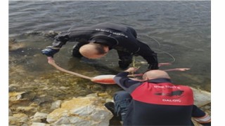 Flamingoya hayat veren kurtarma operasyonu