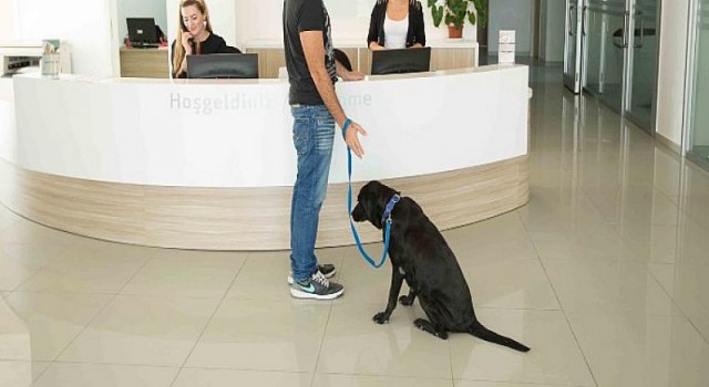 Köpeğinizin Geleceğini Tehdit Eden Risk: Meme Tümörleri