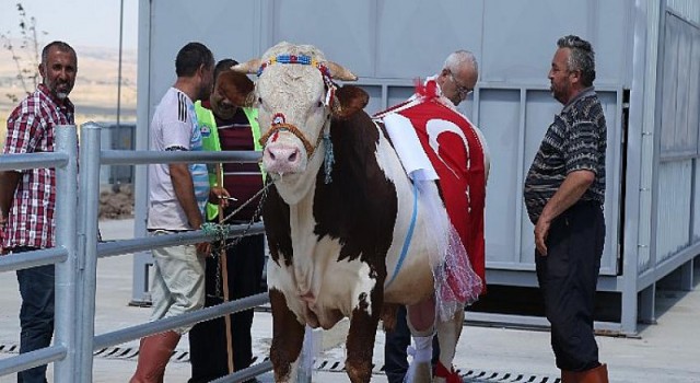 Kurbanlıklar Podyumda Boy Gösterdi…