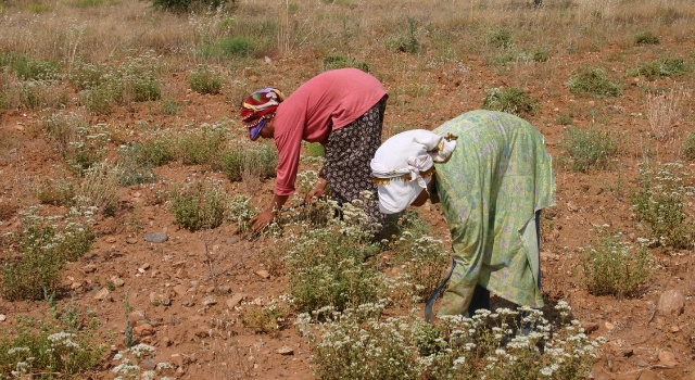 Türkiye dünya kekik ticaretinin yaklaşık yüzde 70’ini elinde tutuyor