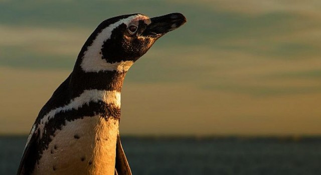 Eylül Ayında İlham Verici İçerikler BBC Earth Ekranlarında!