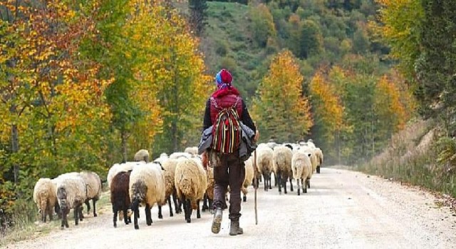 Tasını tarağını al, köyüne dön ”Haydee Vargit”