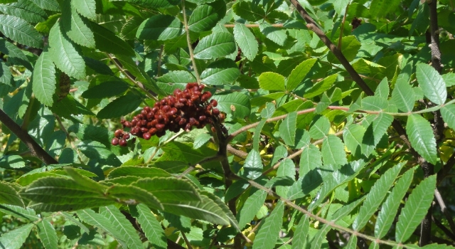 Dünyanın en sağlıklı baharatlarından olan sumağın ticaret hacmi artıyor
