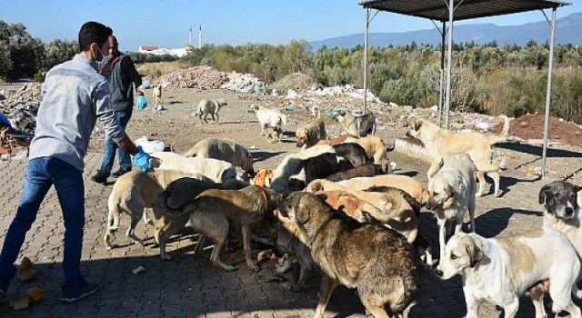 Edremit Belediyesi Sokak Hayvanlarını Unutmuyor