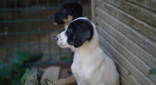 Hayvanları Koruma Haftası’nda patili dostlarımızın yaşam alanları Kärcher’le sağlıklı ve tertemiz!
