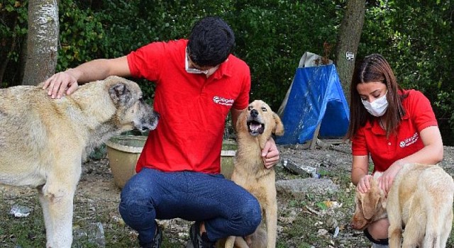 istegelsin’den sokaktaki patili dostlarımıza destek