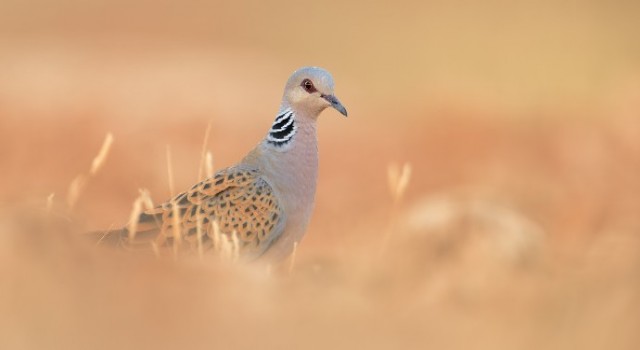 Kuşların Yok Oluş Raporu Açıklandı.