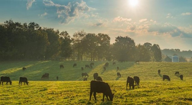 Ruminant ve kanatlı hayvanlarda doğru besleme çiftliklerin kazancını artırıyor